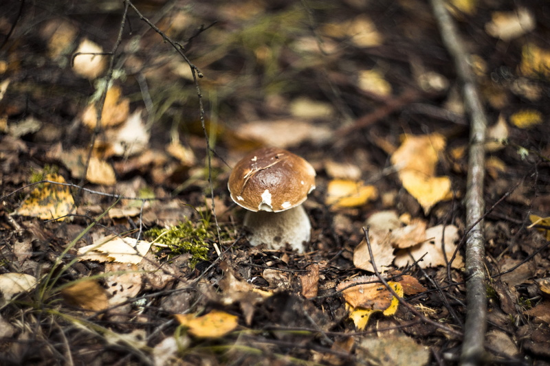 growth, poison, moss, day, tree, spotted, green, selective focus, autumn, outdoors, hat, vegetable, food and drink, corduroy, mushrooms, high angle view