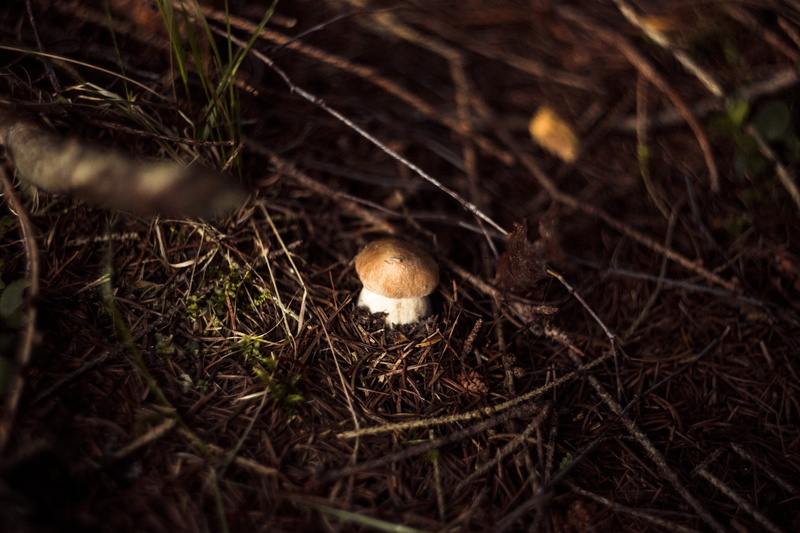forest, plant, autumn, close-up, food and drink, high angle view, moss, poison, close up, season, land, vegetable, selective focus, nature, foodstuffs