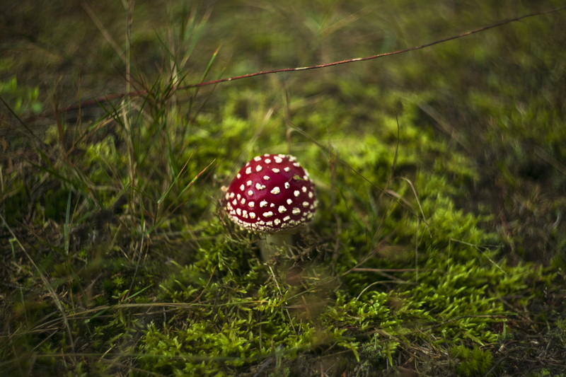 poisonous, corduroy, green, mushroom, green color, edible, hat, foodstuffs, land, poison, red, season, field, mushrooms, focus on foreground, muscaria