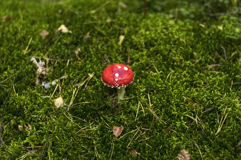 autumn, green color, grass, field, muscaria, green, beauty in nature, focus on foreground, vegetable, foodstuffs, hat, day, mushroom, 5K, fungus, plant
