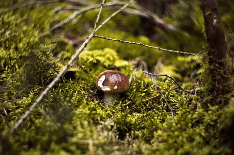 toxic, matryoshka, animal themes, edible, grass, rainforest, selective focus, corduroy, spotted, moss, close up, animal wildlife, toadstool, tree, mushroom