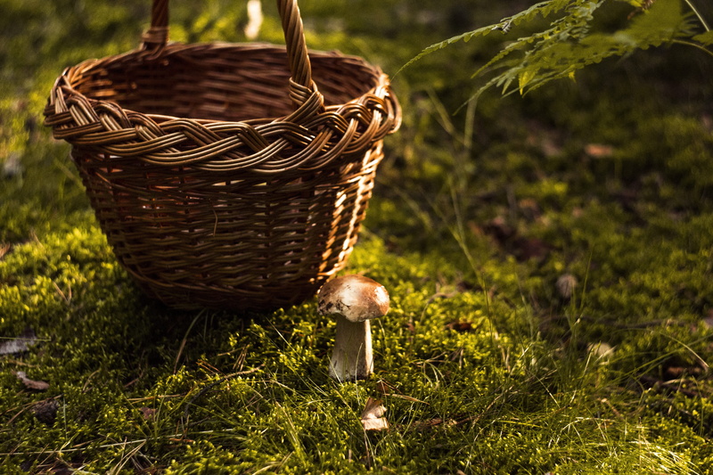 grass, no people, animal themes, edible, mushrooms, brown, close up, season, 5K, red, moss, amanita, focus on foreground, container, green color, poison