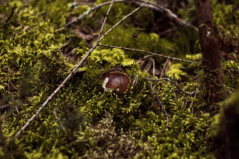 animal, foodstuffs, day, amanita, mollusk, hat, toadstool, nature, forest, no people, close up, muscaria, food, rainforest, poison, close-up, fungus, branch