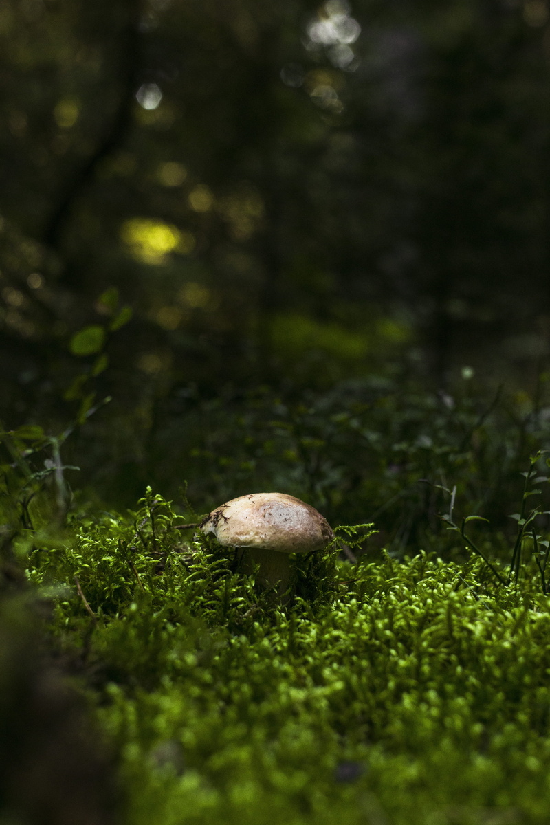 selective focus, spotted, 5K, green color, close-up, nature, poison, red, no people, mushroom, corduroy, vegetable, matryoshka, toxic, season, close up