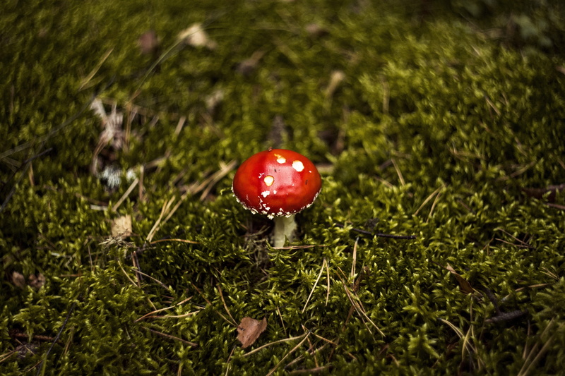 5K, day, grass, land, growth, nature, beauty in nature, green color, autumn, poisonous, poison, mushrooms, season, muscaria, red, moss, toadstool, fly agaric mushroom