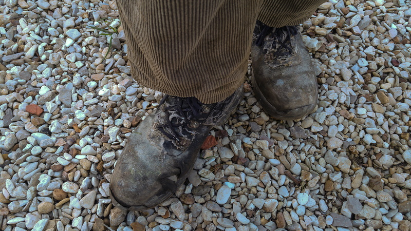 animal wildlife, nature, pebble, one animal, low section, used shoes, feet, land, low, abundance, animal themes, beach, rock, hard working, shoe, corduroy
