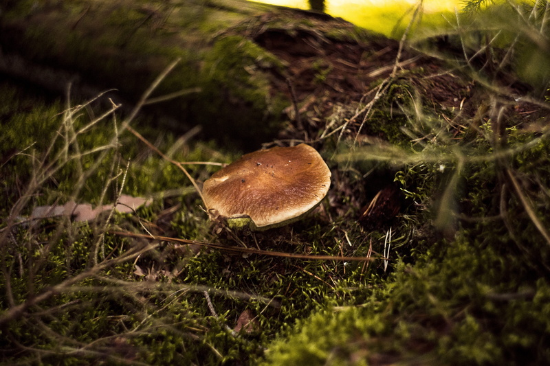edible, fungus, outdoors, close-up, foodstuffs, selective focus, muscaria, day, nature, amanita, vegetable, toxic, hat, corduroy, tree, red, toadstool