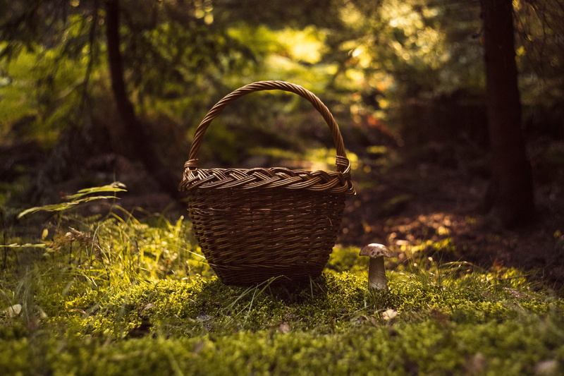 muscaria, plant, field, close up, day, selective focus, nature, red, tree, sunlight, matryoshka, edible, growth, spotted, focus on foreground, fungus, grass