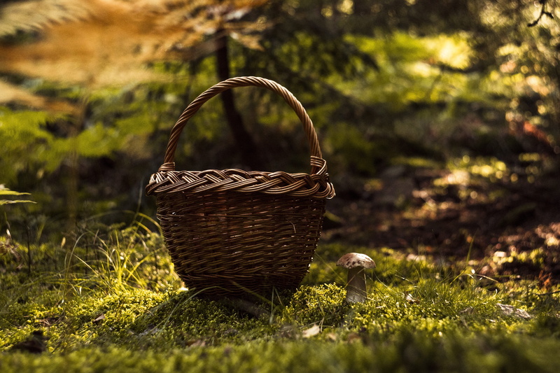5K, day, food, autumn, green, focus on foreground, toadstool, season, fungus, moss, toxic, nature, red, old, edible, grass, corduroy, no people, close up