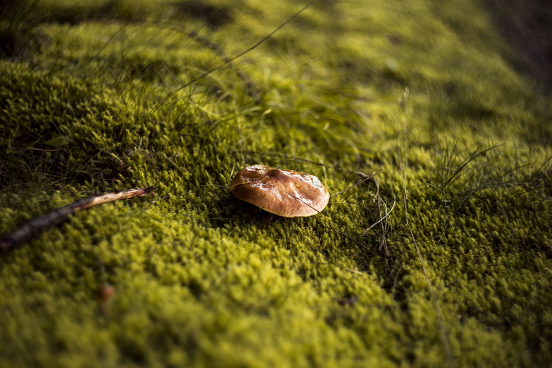 beauty in nature, green, moss, plant, food and drink, matryoshka, growth, land, mushrooms, food, outdoors, grass, spotted, tranquility, autumn, field, fungus