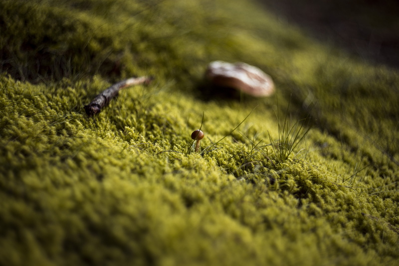 selective focus, growth, toadstool, forest, no people, environment, animal themes, autumn, moss, golf, green color, close-up, land, 5K, nature, season