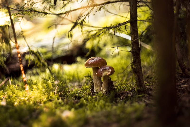 fungus, nature, autumn, green, food, trunk, muscaria, surface level, matryoshka, day, corduroy, poisonous, mushrooms, no people, edible, close up, outdoors