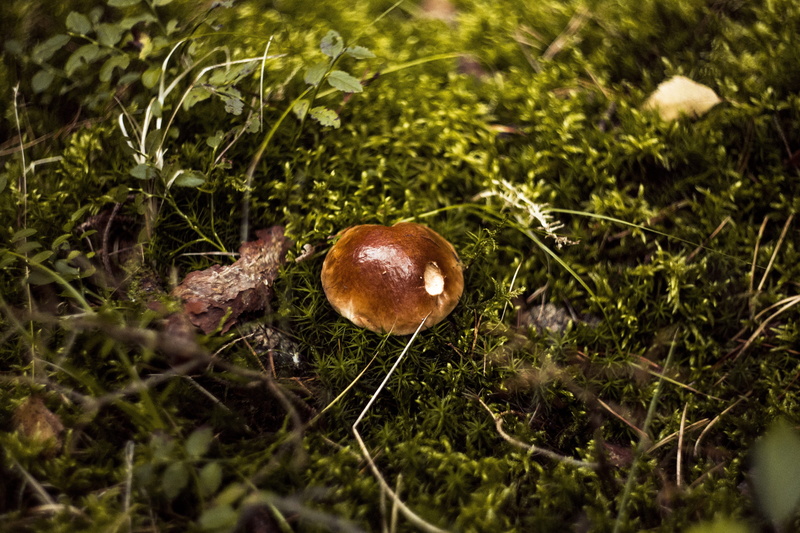 autumn, green, plant, corduroy, matryoshka, vegetable, 5K, hat, moss, grass, no people, fungus, poisonous, poison, green color, red, toadstool, nature