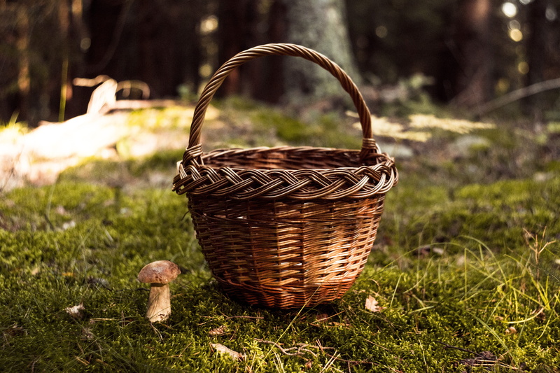 sunlight, grass, red, field, amanita, poison, picnic basket, land, outdoors, focus on foreground, edible, handle, close-up, vegetable, 5K, hat, season