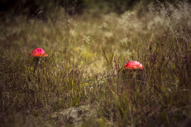 muscaria, edible, vulnerability, growth, food, foodstuffs, moss, hat, poison, forest, fungus, land, selective focus, green, mushrooms, day, toxic, autumn