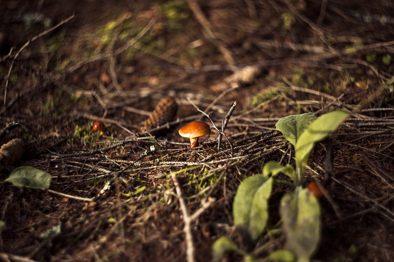 hat, field, animal, tree, toxic, corduroy, mushrooms, fungus, land, leaf, moss, season, matryoshka, autumn, dirt, edible, plant part, selective focus, animal wildlife
