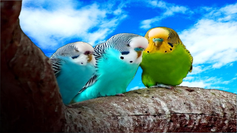 parrot, tight, animals, budgies, true, high, dream, budgie, bird, blue, 1080P