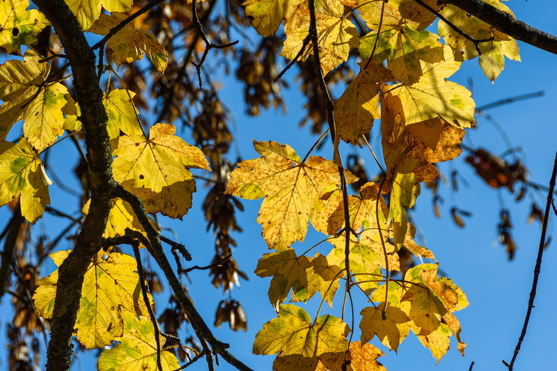 4K, day, autumn, true leaves, forest, maple leaf, deciduous tree, season, leaves, natural condition, low angle view, leaf, change, beauty in nature, growth