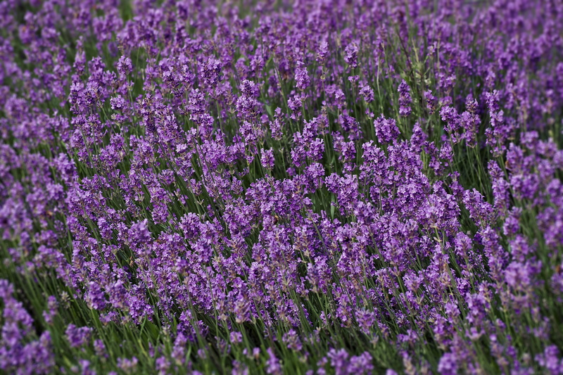 flowering plant, botany, provence, backgrounds, plant, lavender flowers, growth, nature, flowerbed, springtime, scented plant, land, mediterranean, flower head