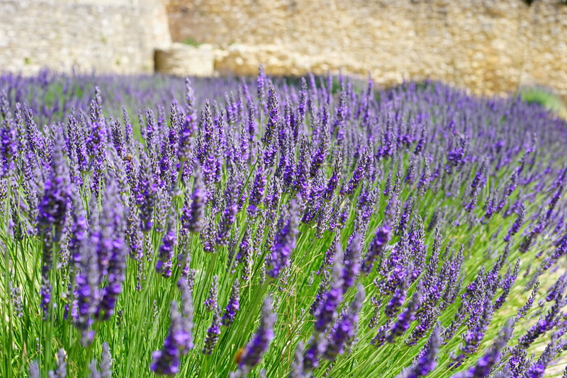 freshness, plant, growth, wildblue, flower meadow, 5K, inflorescence, close-up, cottage garden, flora, aroma, flowering plant, lavender, summer flowers