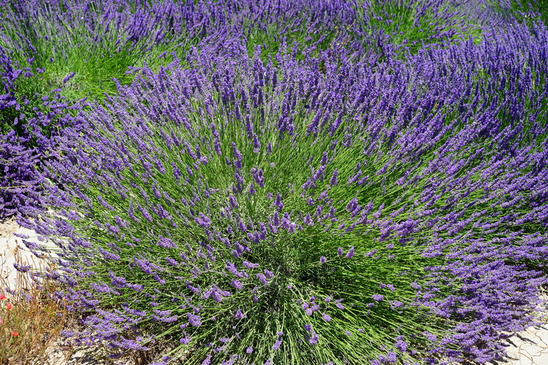 garden flowers, springtime, garden, vulnerability, wildblue, wild plant, lavender bush, fragrance, decorative, blooming lavender, medicinal plant, scented plant