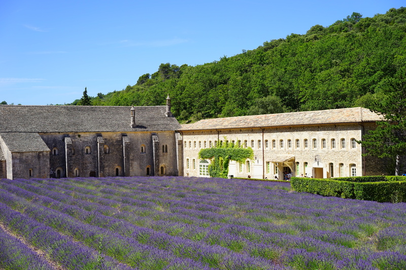 lavandula angustifolia, bed, petals, herb, flowering plant, field, aroma, department of vaucluse, agriculture, abbaye de sénanque, vaucluse, fragrance