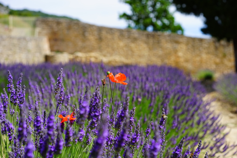 flora, flowerbed, flowering plant, lavender blossom, summer flowers, no people, homeopathy, flower head, selective focus, outdoors, lavandula officinalis