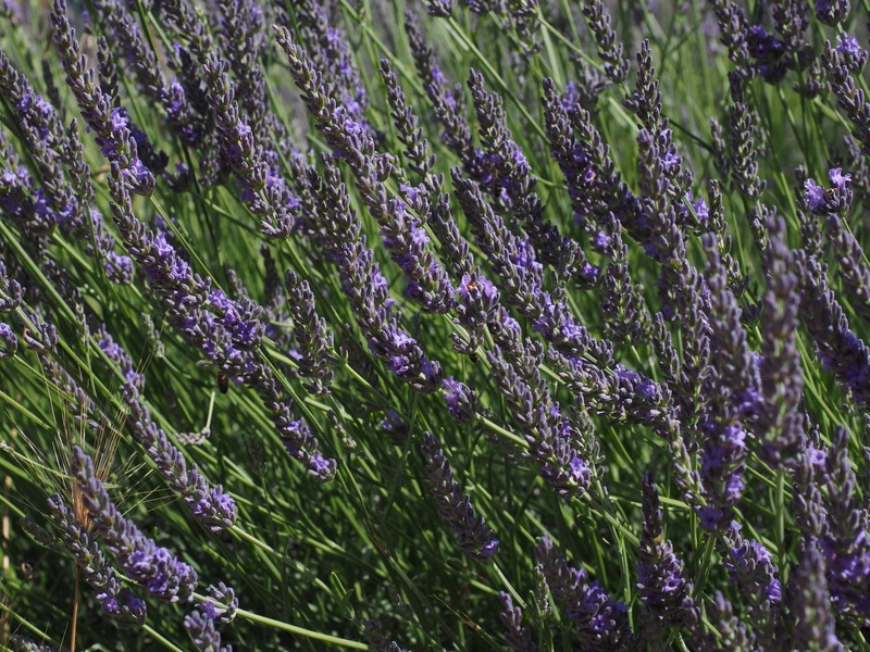 decorative, field, 4K, flowering plant, vulnerability, blue, bed, garden, inflorescence, lamiaceae, lavender field, crop, lavender cultivation, herb, botany