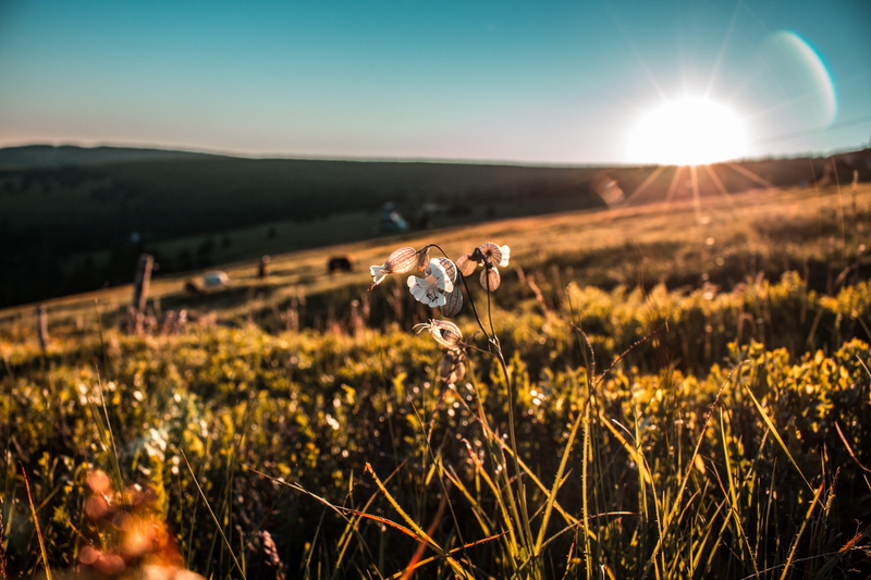 shallow, rural Scene, meadow, flowering plant, summer, daytime, sunlight, scenics - nature, brown, sky, closeup, dusk, 5K, tranquil scene, nature, sun