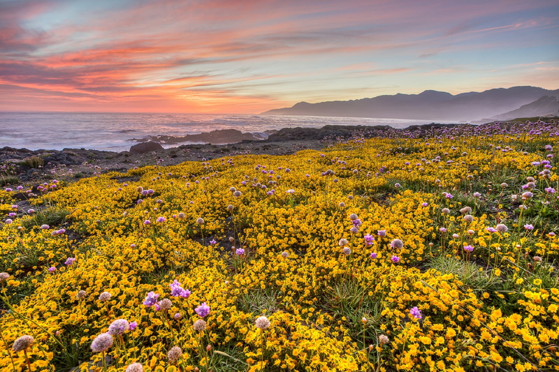 flowering plant, growing, flower, tranquility, mountain, beautiful, travel, scenics - nature, sky, rural, sea, beauty in nature, scenic, summer, flowers