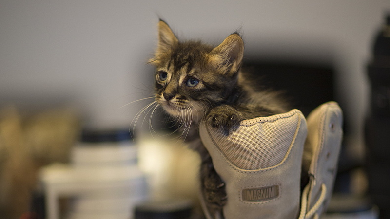 cat, pets, animals, focus on foreground, domestic cat, kitten, domestic animals, animal body part, one animal, no people, small, Carlos Santero, mammal
