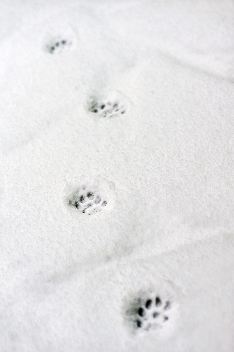 prints, cold temperature, animal body part, full frame, paw print, nature, 4K, outdoors, snowing, no people, paw, mammal, one animal, animal, white color