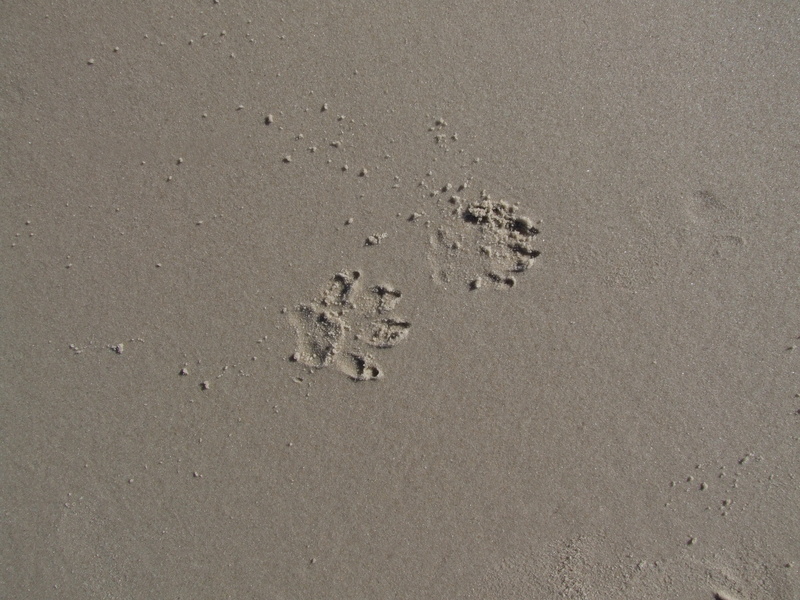 mystery, nature, pattern, dog tracks, paw print, absence, dog track, outdoors, animal track, beach, full frame, sunlight, direction, pfotenabdruck sand