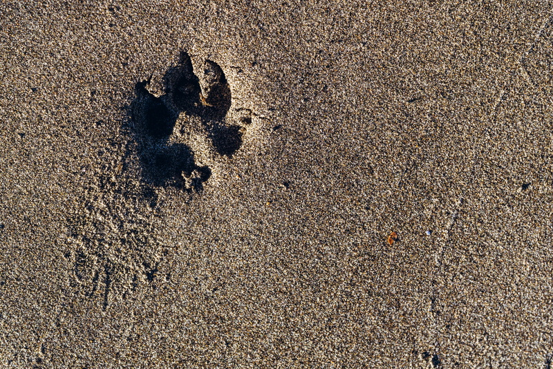 footprint, directly above, animal, paw print, 5K, sand, high angle view, close-up, paw, track, dog, print, textured, dog paw, outdoors, pattern, concrete