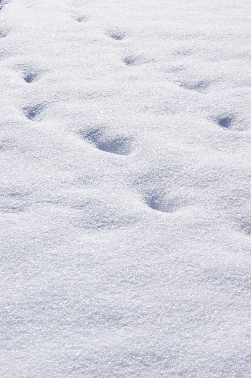 powder snow, print, outdoors, nature, beauty in nature, Traces, footprint, no people, field, high angle view, White, Wintry, pattern, paw print, backgrounds