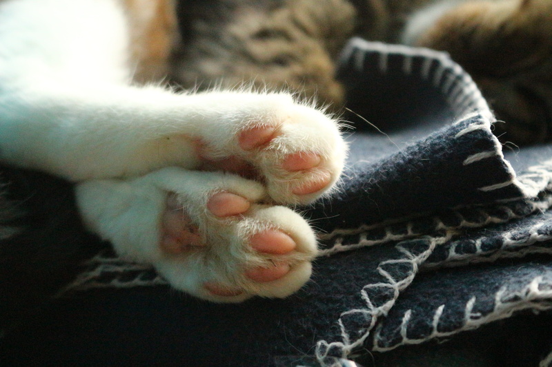 pets, animal body part, indoors, fur, close-up, human body part, Paws, Paw, Cat, 5K, paw print, Mackerel, animal themes, close, feline, domestic cat, domestic animals