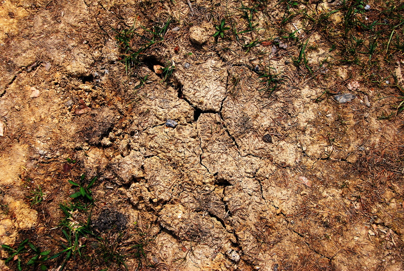 high angle view, field, texture, ground, plant, drought, Brown, close-up, full frame, dirt, Cracked, Earth, land, day, nature, soil, growth, paw print