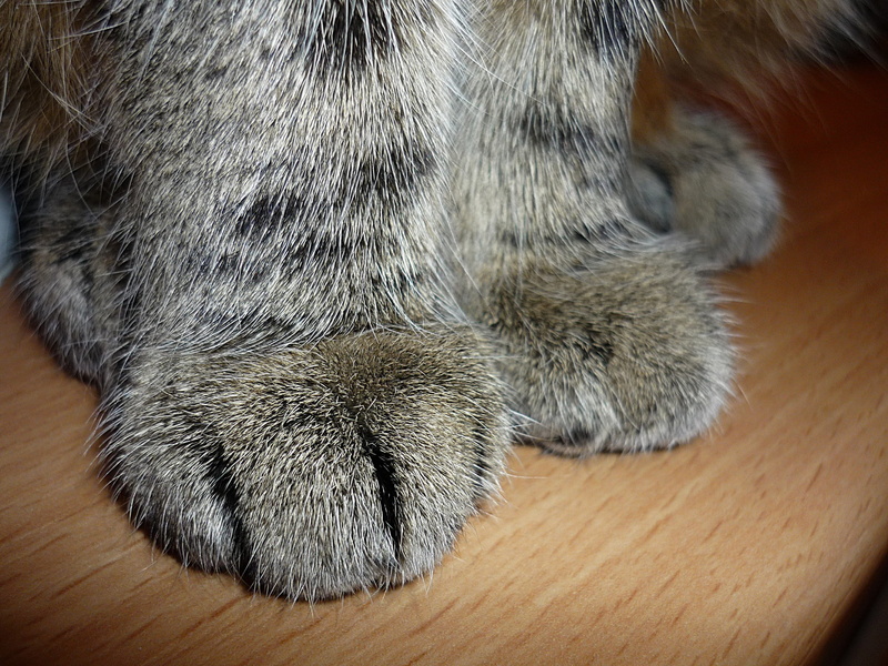 animal leg, feline, gray, Paw, relaxation, photo shoot, animal themes, close-up, wood, Paw, wooden, cat, Cat, face, hair, 2K, animal hair, domestic, indoors