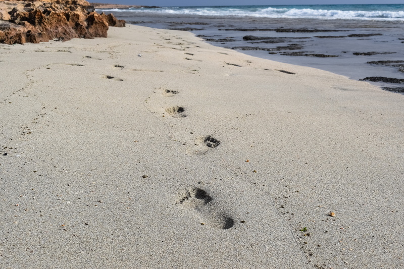 land, absence, paw print, sport, barefoot, sea, footprints, no people, wet, beauty in nature, day, beach, steps, nature, water, mark, track - imprint, outdoors
