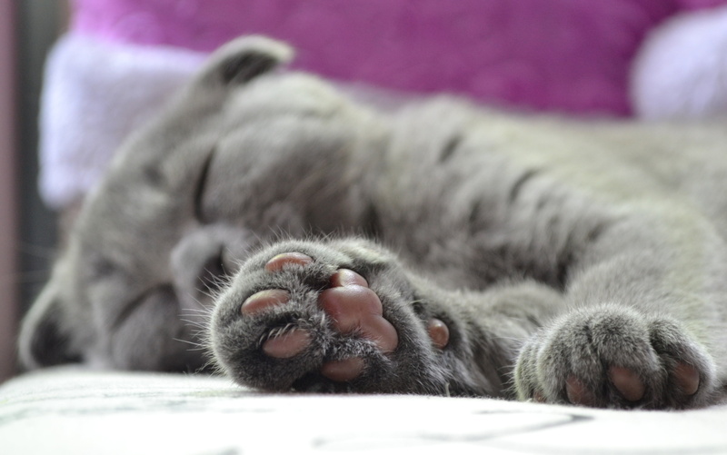 lying down, resting, cats paw, mammal, animals in the wild, 4K, animal body part, photography, day, relaxation, animal themes, animal head, no people