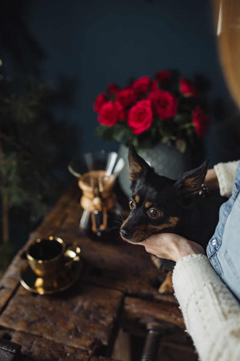 focus on foreground, coffee, woman, domestic animals, table, chemex, flower arrangement, one animal, female, indoors, young, freshness, nature, one person