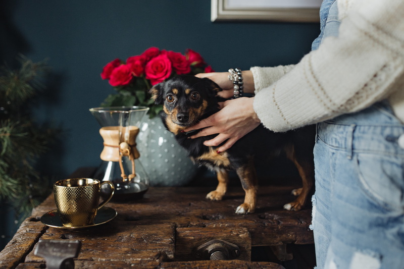 women, one animal, woman, enjoying, girl, playing, cup, drink, domestic animals, adult, brewed, holding, positive emotion, coffee, finely, 4K, pet owner