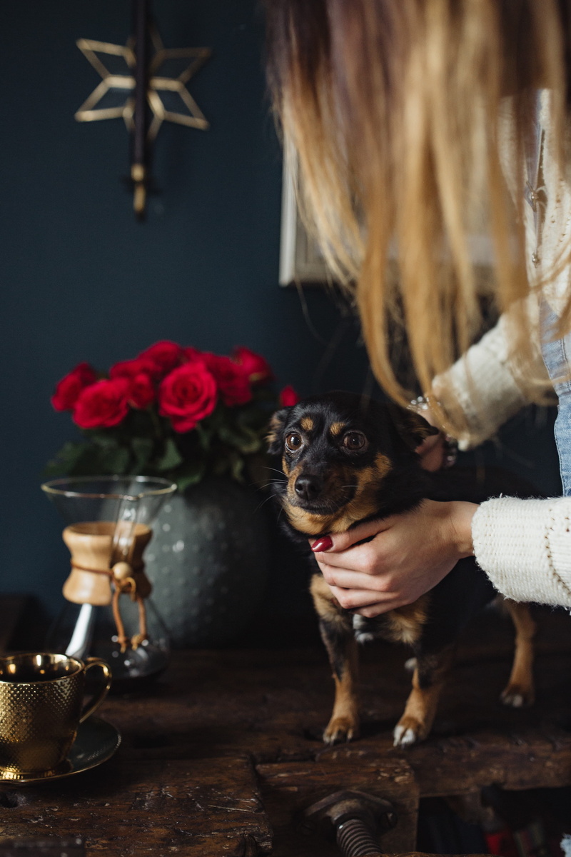 celebration, enjoying, indoors, domestic animals, one person, girl, glass, woman, canine, playing, brewed, domestic, dog, female, chemex, flower, table