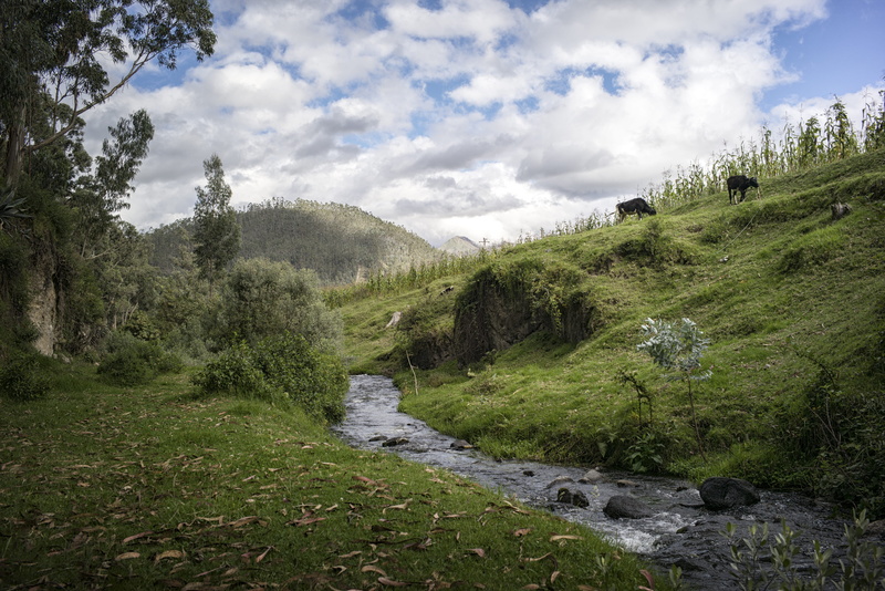 creek, river, grass, trees, clouds, non-urban scene, environment, cloud - sky, cow, stream - flowing water, ecuador, hill, photography, mountain, tranquil scene