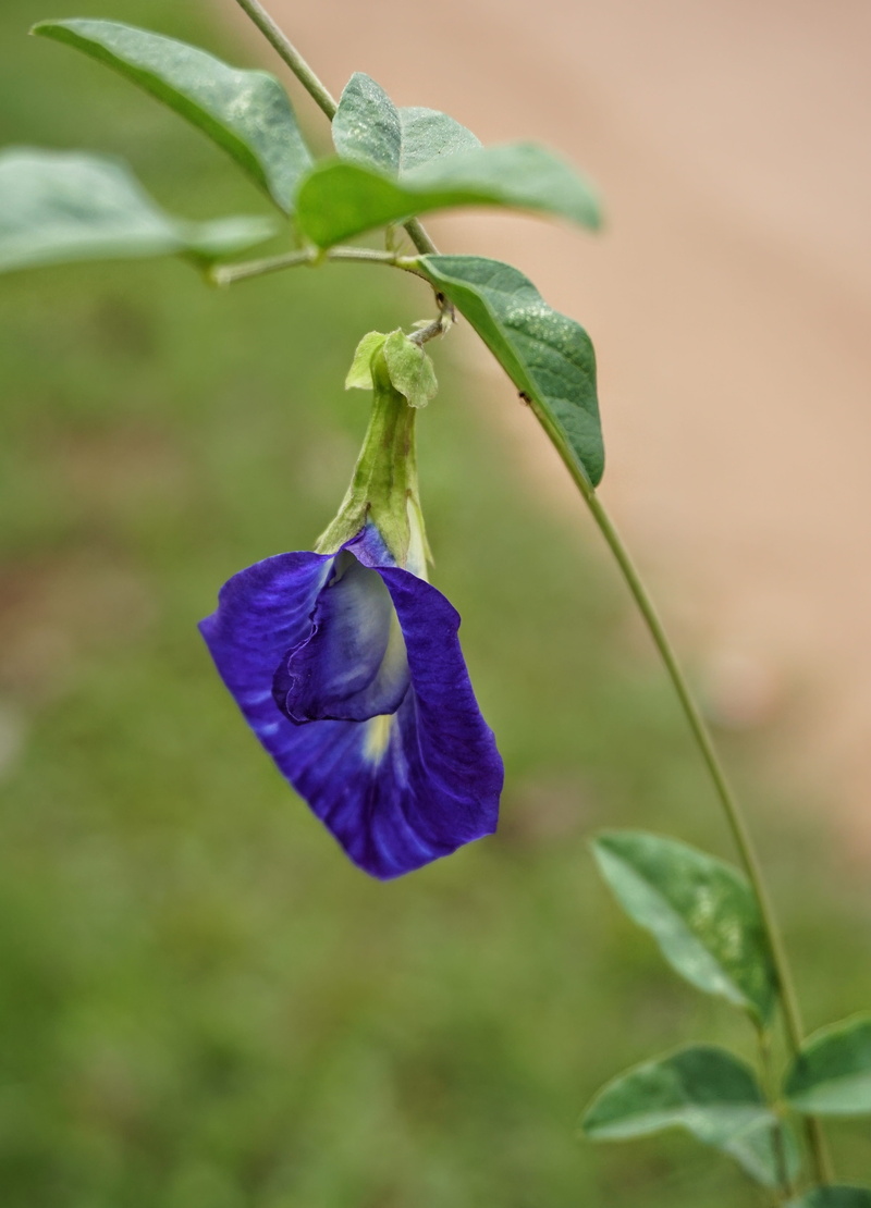 summer, nature, flower, beauty in nature, fragility, bright, plant part, clitoria ternatea, focus on foreground, freshness, leaf, plant stem, butterfly