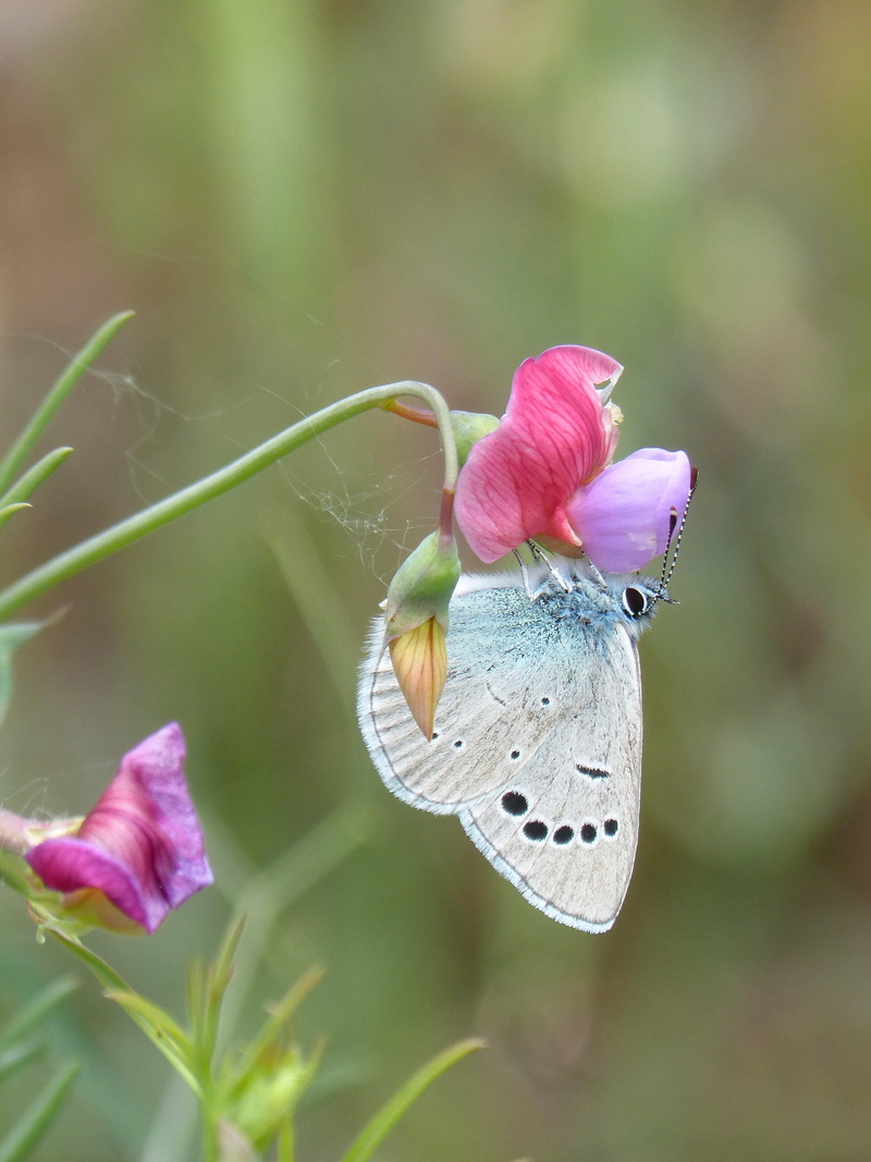 insect, no people, purple, inflorescence, outdoors, nature, smell pea, pink color, blue butterfly, libar, focus on foreground, petal, pseudophilotes panoptes