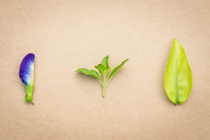 nature, close-up, plant, green, butterfly, medicine, eating, leaf, directly above, plant part, freshness, alternative medicine, vegetable, no people, lifestyle
