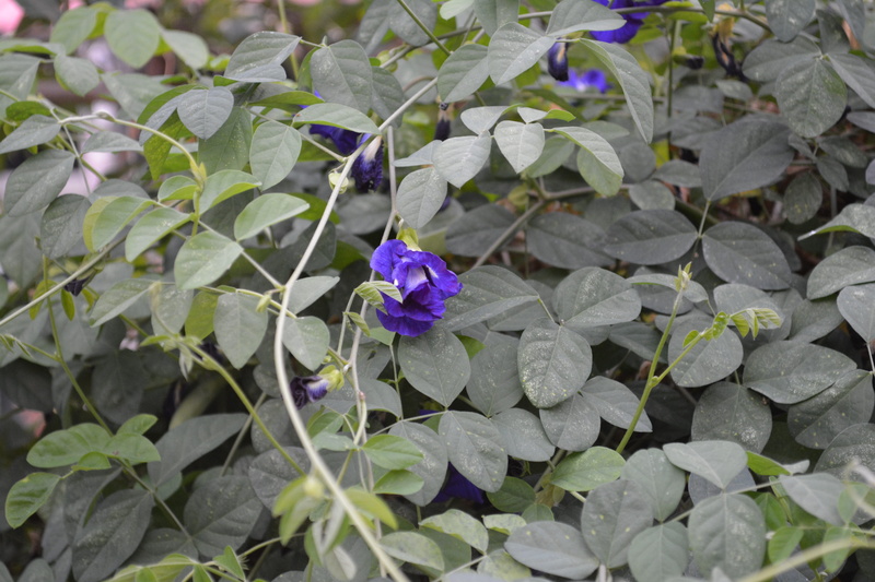 botany, inflorescence, day, petal, leaf, vine, plant part, no people, cats, vulnerability, beauty in nature, plant, summer, nature, blue, flower, fragility