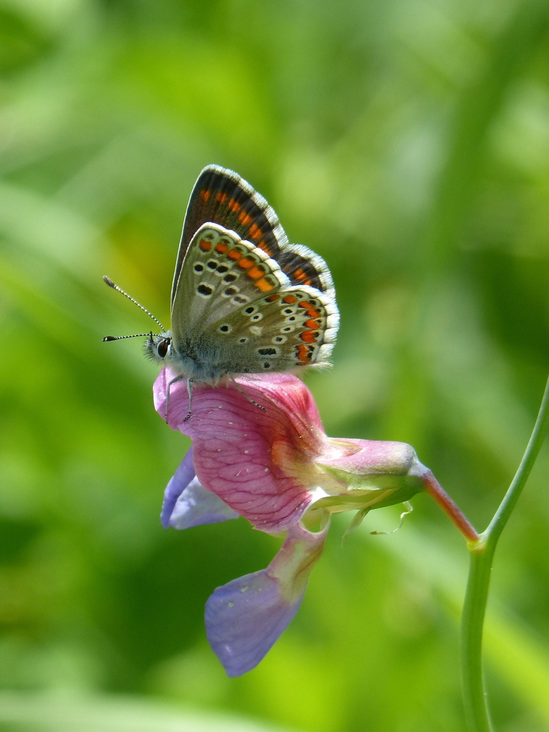 smell pea, nature, butterfly, plant, pollination, brunette, insect, close-up, animal, one animal, animals in the wild, rhopalocera, butterfly - insect