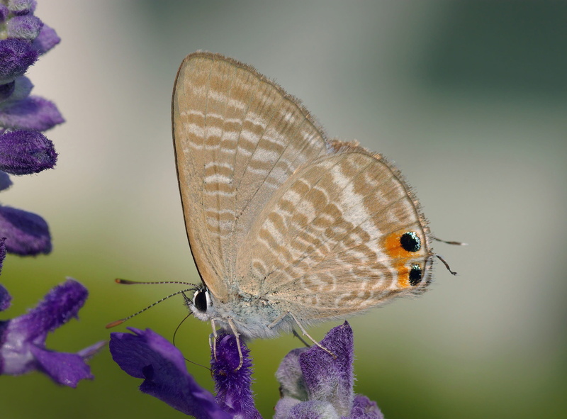 wings, invertebrate, butterfly, 2K, purple, animal wing, focus on foreground, animal wildlife, pollination, nature, flower head, animal themes, lavender